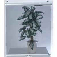 �g���X�R���R�@�}�O�l�b�g��t�����[���V�[�g�@�b�l�f�q�r�r�X�O�P�W�@�f�X�N�g�b�v�p�l���^�򖗖h�~�p�l���@�P��