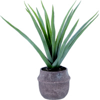 �s��f�Ձ@�t�F�C�N�O���[���@�A���G�@�l�@�Z�����g�|�b�g